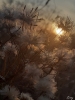 Подведены итоги епархиального фотоконкурса «Уж небо осенью дышало...»
