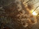 Подведены итоги епархиального фотоконкурса «Уж небо осенью дышало...»