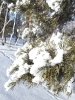 Подведены итоги фотоконкурса «Зима приходит в родные края»