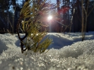 Подведены итоги фотоконкурса «Зима приходит в родные края»